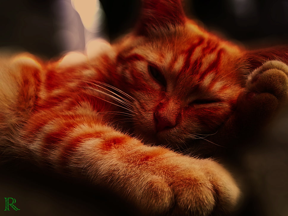 orange tabby cat, cat, British shorthair, animals HD wallpaper