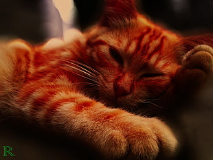 orange tabby cat, cat, British shorthair, animals