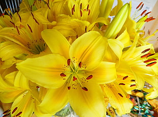 closeup photography of yellow and red petaled flower