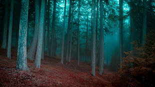 forest trees during blue hour, forest, mist, morning, trees