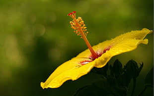 yellow hibiscus, nature, flowers, hibiscus, plants HD wallpaper