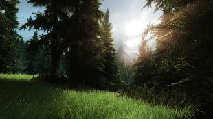 green trees, The Elder Scrolls V: Skyrim, ENB HD wallpaper