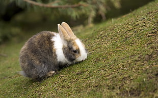 calico bunny on grass HD wallpaper