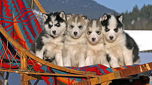 four Siberian husky puppy litter, Siberian Husky , blue eyes, animals, dog HD wallpaper