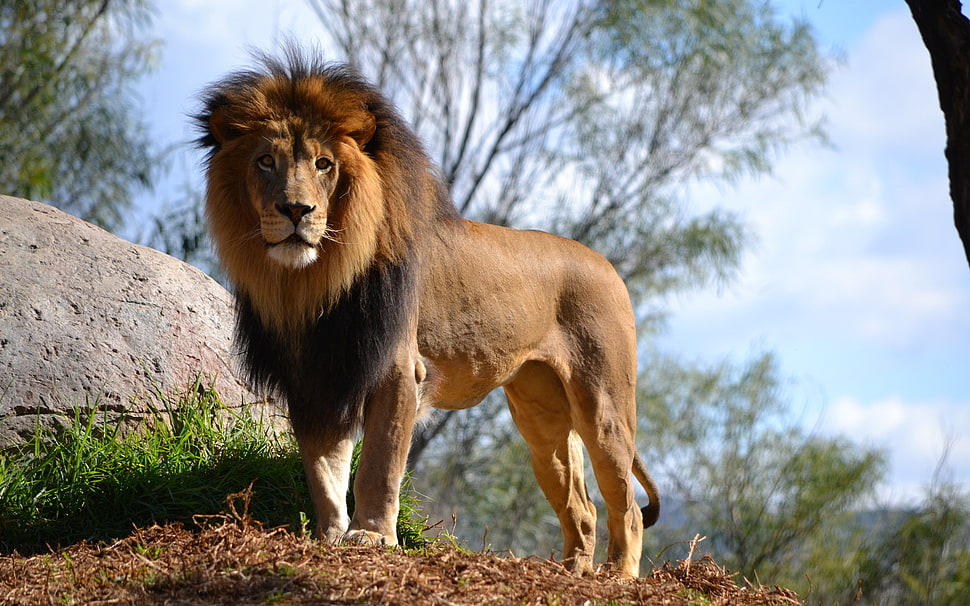 macro photography of Lion HD wallpaper