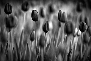 grayscale photography of tulips field