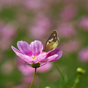 macro shot of butterfly on top of pink flower HD wallpaper