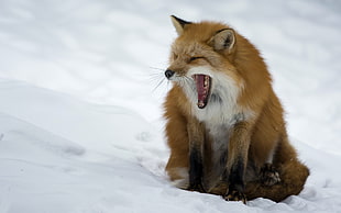 fox on a snow field