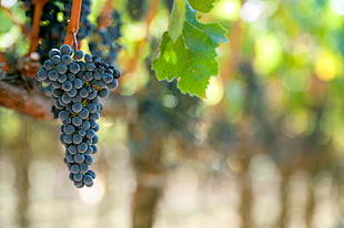 selective focus photography of ripe grapes