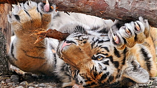 brown tiger lying on ground and chewing tree trunk