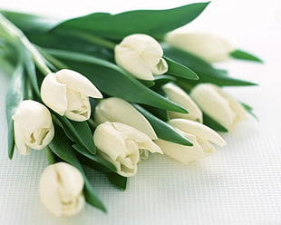 white Tulip flowers on white textile HD wallpaper