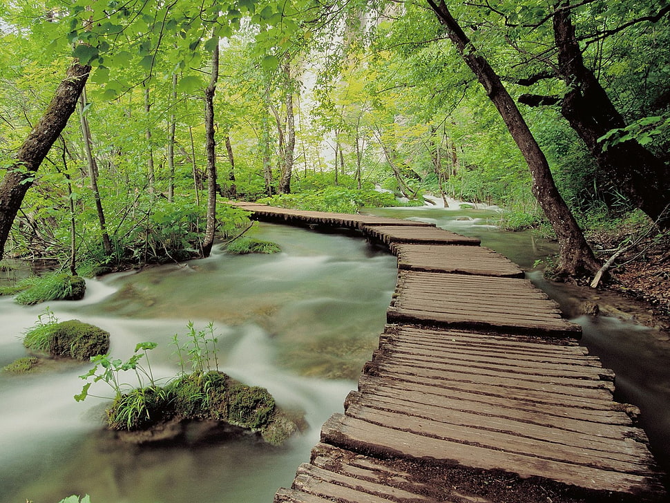 brown wooden pathway above river surrounded by green trees during daytime HD wallpaper