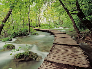 brown wooden pathway above river surrounded by green trees during daytime