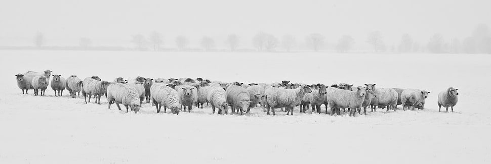 panoramic view of herd of sheep HD wallpaper