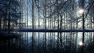 trees in front of body of water during day time