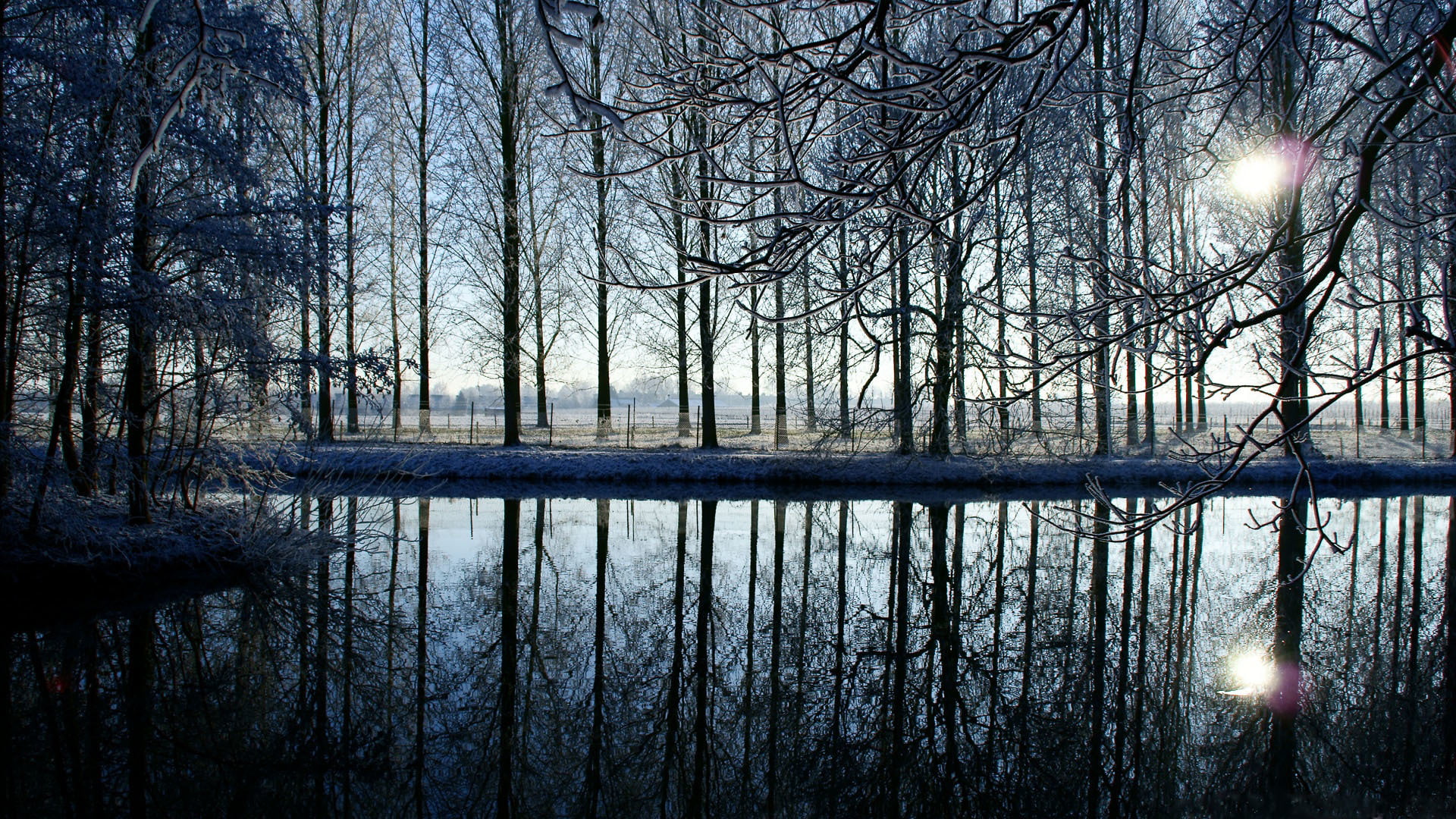 trees in front of body of water during day time