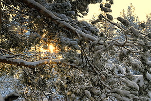 snow cover tree, nature, winter, trees, snow