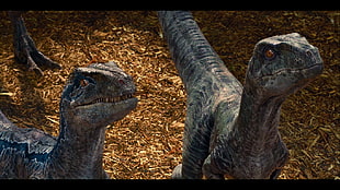 two gray dinosaurs HD wallpaper