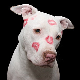 white American pit bull terrier with lipsticks