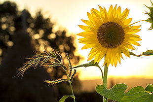 yellow sunflower in focus lens HD wallpaper