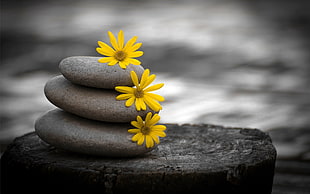 selective color photography of yellow daisy flower on balance stone