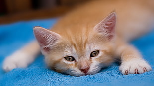 orange tabby kittin laying on blue textile