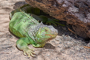 green iguana, Iguana, Reptile, Lizard