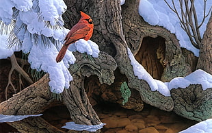 Cardinal Bird perched on tree root HD wallpaper