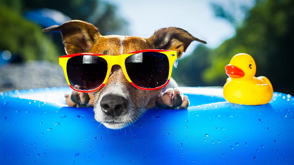 short-coated brown and white dog wearing sunglasses with yellow and red frame HD wallpaper