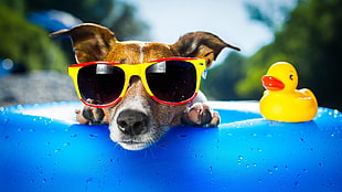 short-coated brown and white dog wearing sunglasses with yellow and red frame