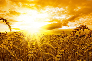wheat field during golden hour HD wallpaper
