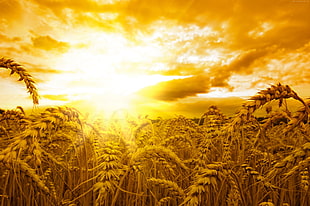 wheat field during golden hour