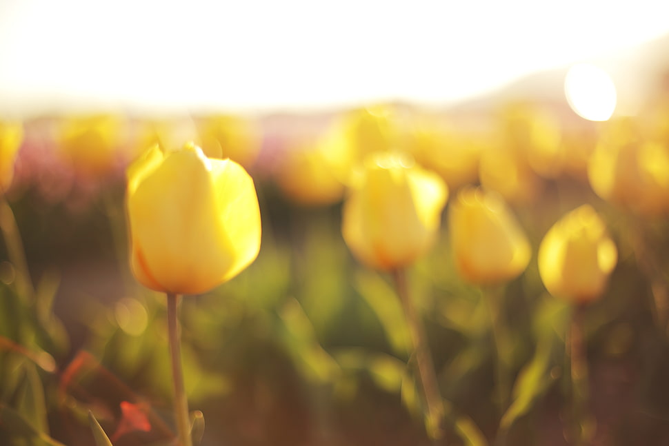 selective focus photography of yellow petaled flower HD wallpaper
