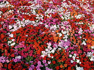 assorted color impatiens flowers HD wallpaper