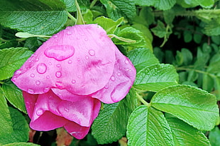 closeup photo of pink rose flower with water droplets