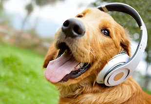 Golden Retriever dog wearing white cordless  headphones during daytime