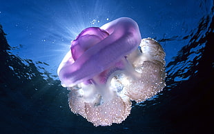purple jelly fish