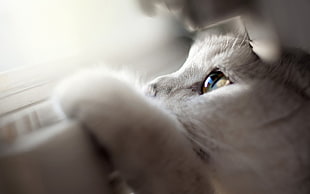 white cat photography