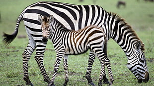 photography of Zebras HD wallpaper