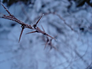Snow,  Branch,  Frost,  Winter HD wallpaper