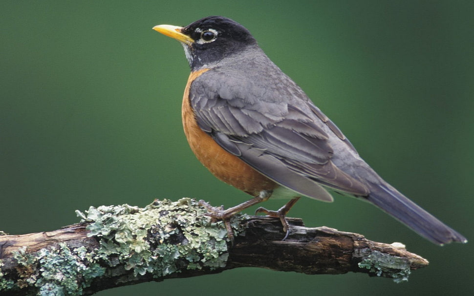 American robin, birds, robins, branch HD wallpaper
