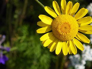 yellow Daisy flower in closeup photography