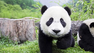 panda bear, panda, baby animals, animals HD wallpaper