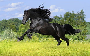 black horse, horse, running, animals HD wallpaper