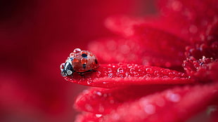 silver-colored and diamond ring, ladybugs, nature, flowers