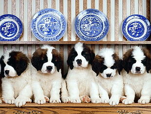 five white-and-brown puppies sitting side-by-side below four toile plates