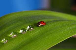macro photo of LadyBug and dewdrops on green leaf HD wallpaper