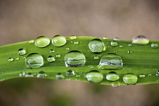 close up photo of rain droplets HD wallpaper