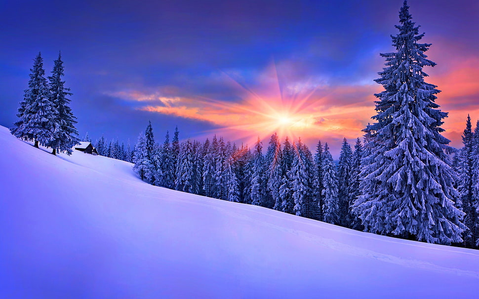 snow-covered trees, forest, winter, snow, landscape HD wallpaper