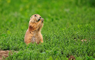 selective focus landscape photography of Beaver on grass field